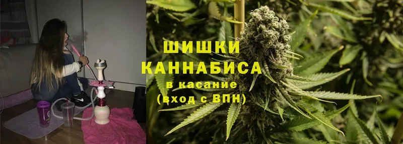 Каннабис OG Kush  Апшеронск 